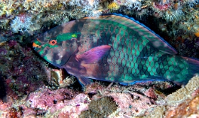 Birmanie - Mergui - 2018 - DSC02785 - Bartail Parrotfish - Perroquet a caudale barree - Scarus caudofasciatus